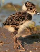 Northern Lapwing