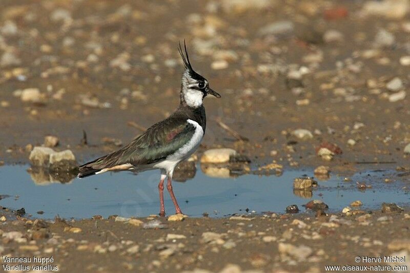 Northern Lapwing male adult breeding