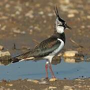 Northern Lapwing