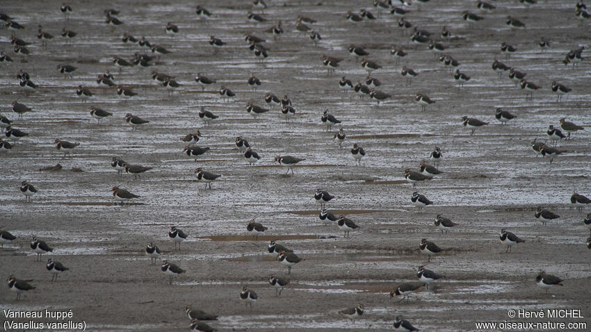 Northern Lapwing