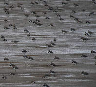 Northern Lapwing