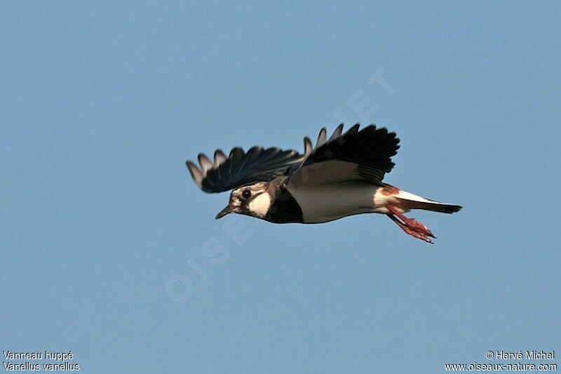 Northern Lapwingadult breeding