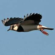 Northern Lapwing