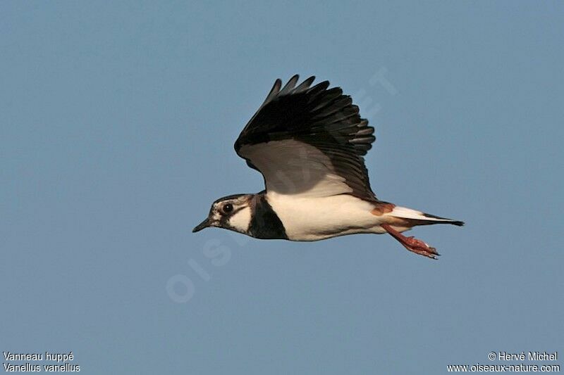 Northern Lapwingadult breeding