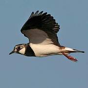 Northern Lapwing