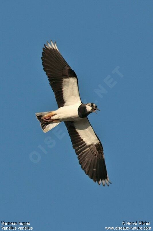 Northern Lapwingadult breeding