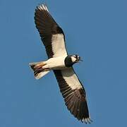 Northern Lapwing