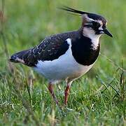 Northern Lapwing