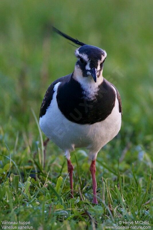 Northern Lapwing