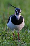 Northern Lapwing