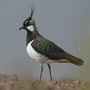 Northern Lapwing