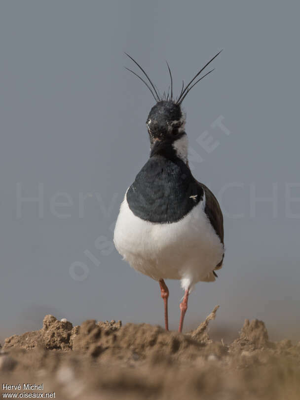 Northern Lapwing male adult breeding, pigmentation