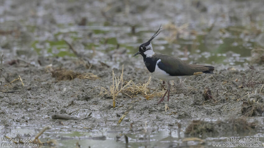 Northern Lapwingadult breeding