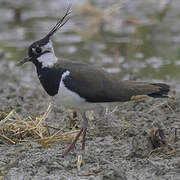 Northern Lapwing