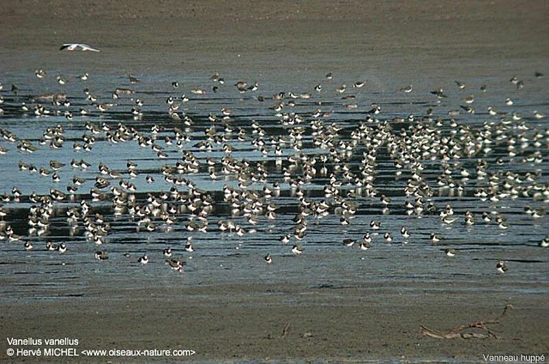 Northern Lapwing