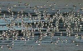 Northern Lapwing