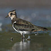 Northern Lapwing