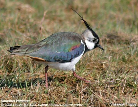 Northern Lapwingadult