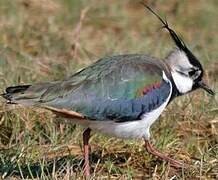 Northern Lapwing