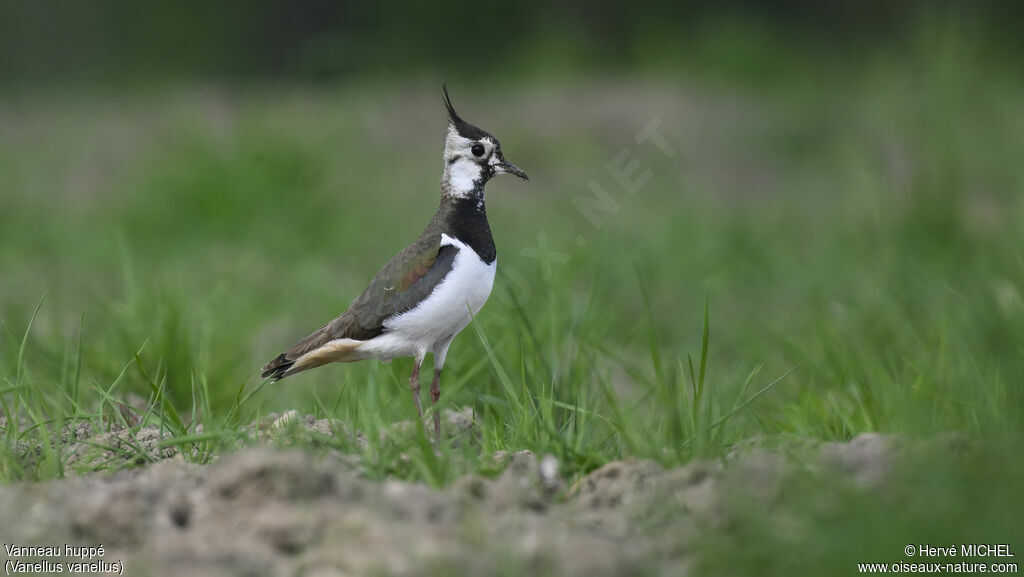 Northern Lapwing