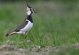 Northern Lapwing