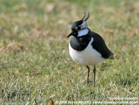 Northern Lapwingadult