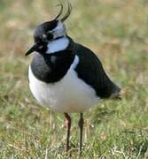 Northern Lapwing