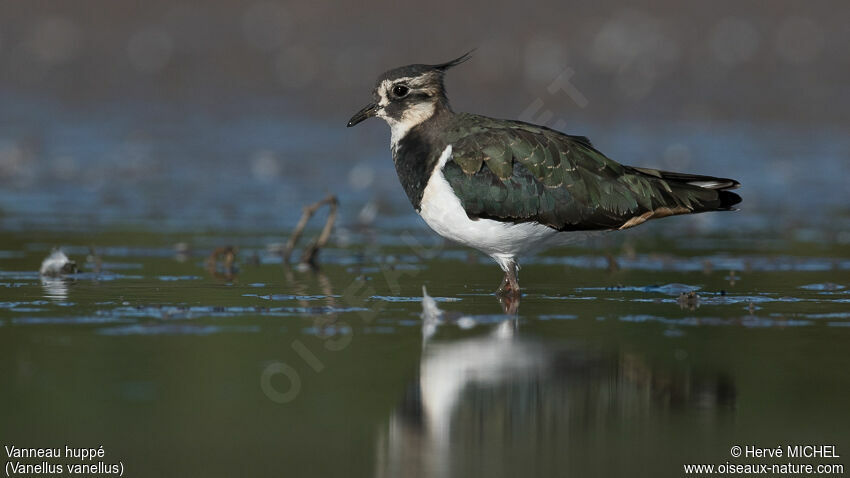 Northern Lapwingadult post breeding