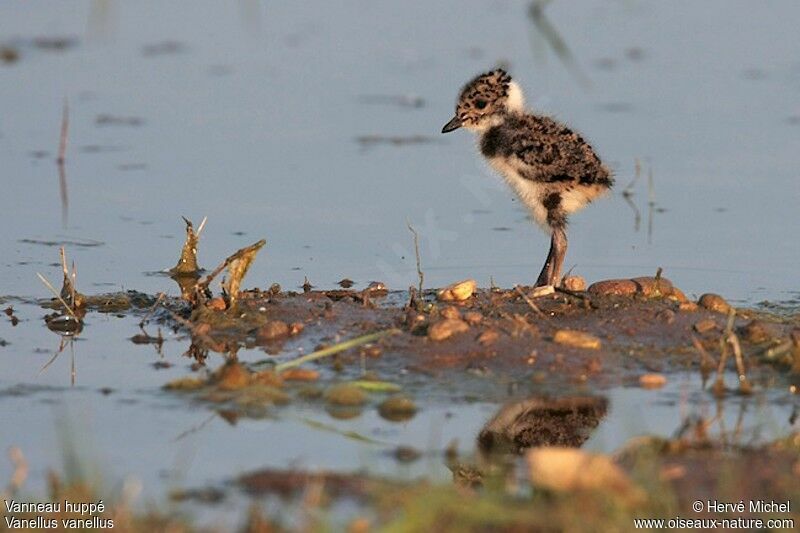 Northern Lapwingjuvenile