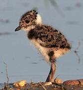 Northern Lapwing