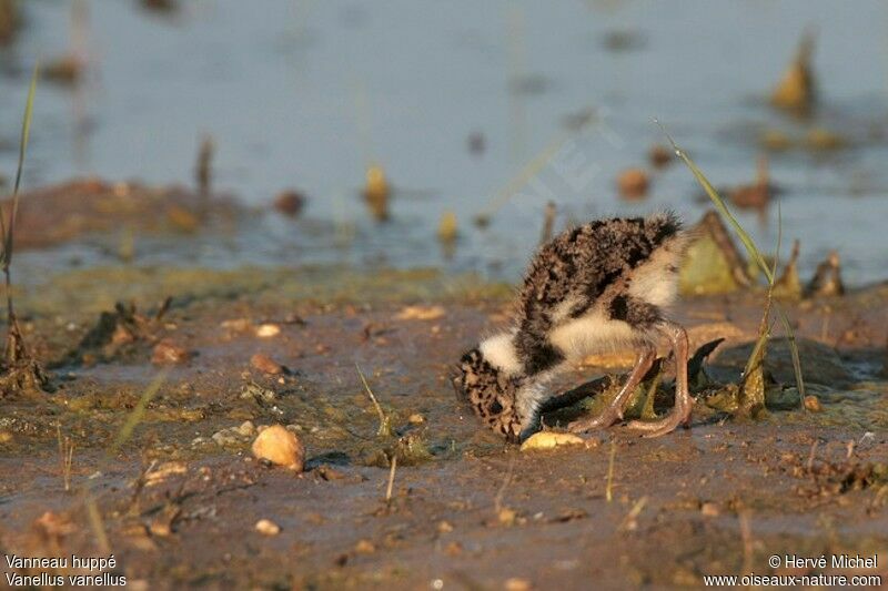 Northern Lapwingjuvenile