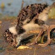 Northern Lapwing