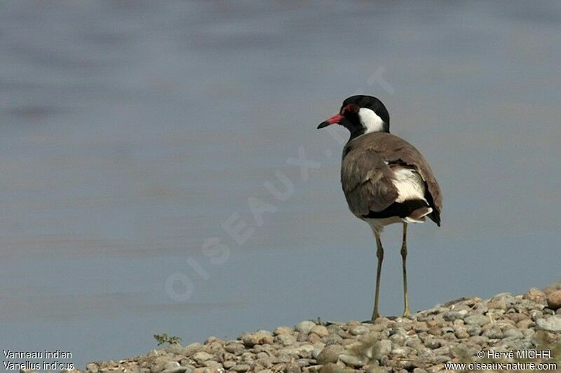 Red-wattled Lapwingadult, identification