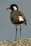 Red-wattled Lapwing