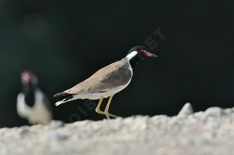 Red-wattled Lapwingadult, identification