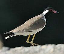 Red-wattled Lapwing