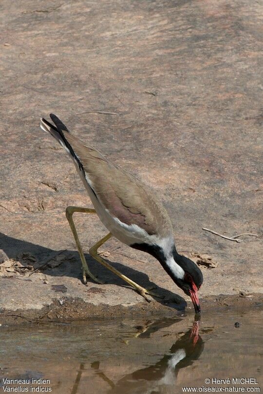 Red-wattled Lapwing