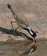 Red-wattled Lapwing