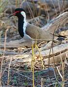 Red-wattled Lapwing