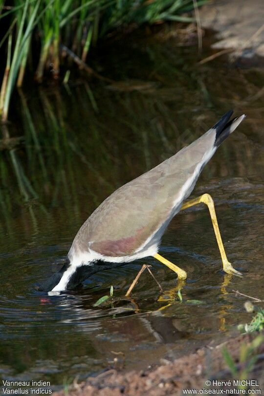 Red-wattled Lapwing