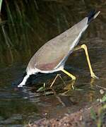 Red-wattled Lapwing