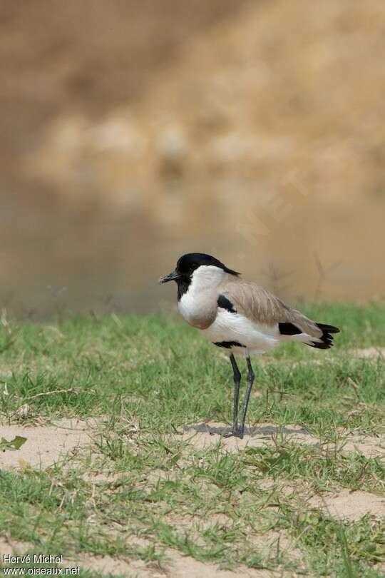 River Lapwingadult, Behaviour