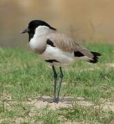 River Lapwing