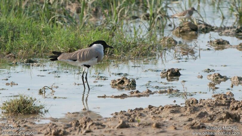 River Lapwing