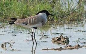 River Lapwing