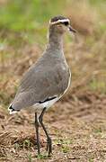 Sociable Lapwing