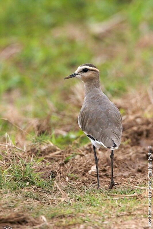 Sociable Lapwingadult post breeding, identification