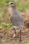 Sociable Lapwing