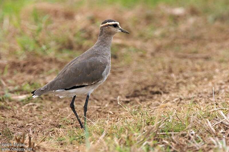 Sociable Lapwingadult post breeding, identification