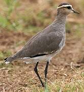 Sociable Lapwing